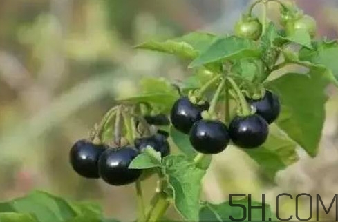 龍葵果是黑天天嗎？龍葵果是黑枸杞嗎？