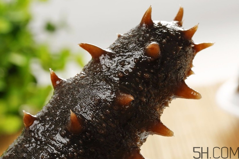 海參是海鮮嗎？海參是動物還是植物？