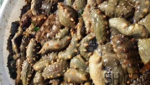 海參顏色深好還是淺好？海參顏色發(fā)白時怎么回事？
