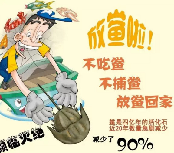 中華鱟能活多久？中華鱟最大能長(zhǎng)多大