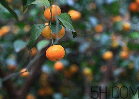 沙糖桔什么時(shí)候施鉀肥？沙糖桔什么時(shí)候種植