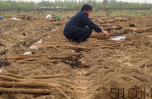 牛蒡要種多久才可以收割？女性喝牛蒡茶有什么好處