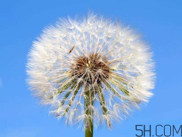 蒲公英能去胎毒嗎？吃什么可以去胎毒？
