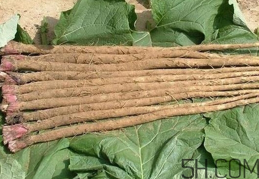 牛蒡與什么食物相生相克？牛蒡和山藥有什么區(qū)別
