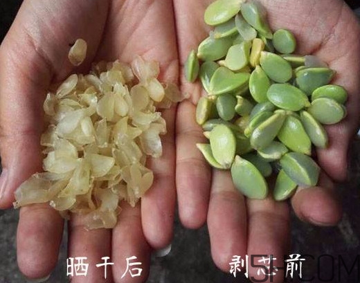 皂角米什么人不能吃？皂角米什么地方產(chǎn)的好？