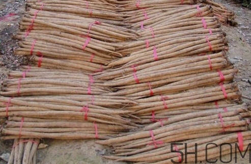 牛蒡用去皮嗎？牛蒡茶什么時(shí)候喝最好