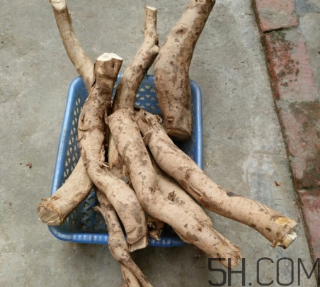 牛蒡是牛大力嗎？牛蒡和牛大力的區(qū)別