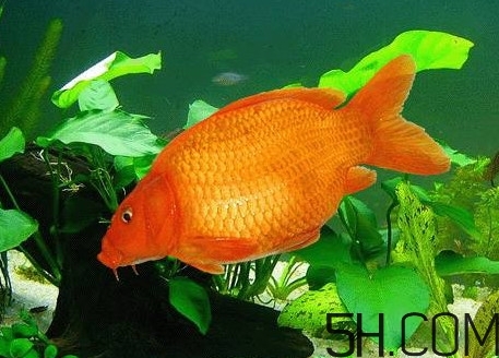 荷包紅鯉魚多少錢一斤？荷包紅鯉魚能吃嗎