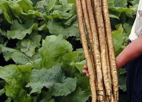 牛蒡要種多久才可以收割？女性喝牛蒡茶有什么好處