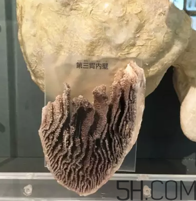 牛百葉和毛肚是一個東西嗎？牛百葉上面有層黑皮能吃嗎？