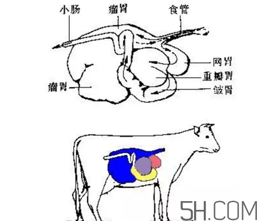 牛百葉和毛肚是一個東西嗎？牛百葉上面有層黑皮能吃嗎？