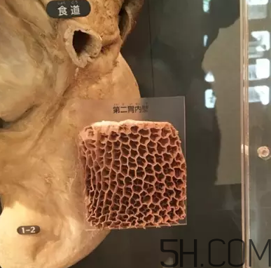 牛百葉和毛肚是一個東西嗎？牛百葉上面有層黑皮能吃嗎？