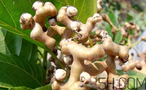 拐棗能夠治療風濕嗎？拐棗的藥用價值有哪些？