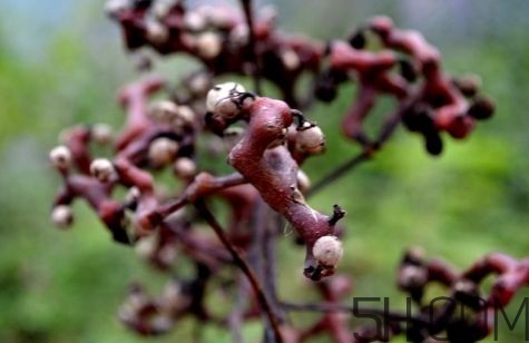 血藤跟拐棗可以一起泡酒嗎？拐棗可以和什么搭配泡酒？