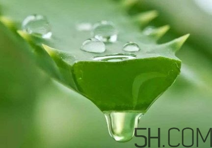 蘆薈泡酒可以喝嗎？蘆薈泡酒治什么??？