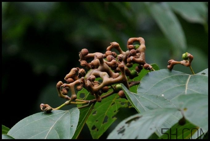 拐棗能夠治療風濕嗎？拐棗的藥用價值有哪些？