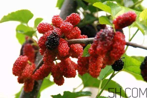 血藤跟拐棗可以一起泡酒嗎？拐棗可以和什么搭配泡酒？