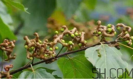 拐棗可以和枸杞一起泡酒嗎？拐棗和枸杞泡酒怎么做？