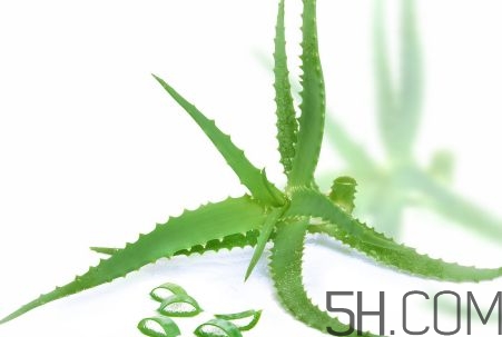 蘆薈泡酒可以喝嗎？蘆薈泡酒治什么?。?></p><p>其次，蘆薈的緩瀉、利尿作用可以提高人體的排泄功能，是治愈高血壓不可缺少的要素。</p><p>另外，對(duì)于正在服用降壓藥物的患者，蘆薈可以通過緩瀉、利尿作用來消除藥物副作用對(duì)人體的危害，蘆薈具有防止便秘、增強(qiáng)胃腸功能、促進(jìn)血液循環(huán)和新陳代謝、消除多余脂肪等作用，這對(duì)降低血糖值具有很大的幫助?？篂V過性病原體，免疫刺激劑作用，消炎作用，促進(jìn)傷口愈合。</p><p>增強(qiáng)噬菌、解毒及清潔功能，提高免疫力并具有很強(qiáng)的抑制或破壞異常細(xì)胞生長的作用，從而起到抗腫瘤作用。</p><p style=