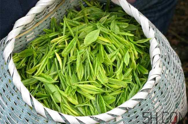 茶葉發(fā)霉是什么樣子？茶葉發(fā)霉怎么鑒別？