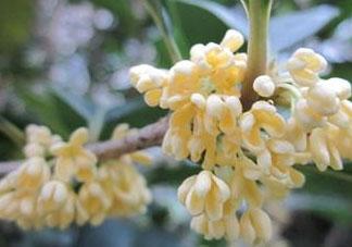 桂花可以放冰箱嗎？新鮮桂花可以放冰箱嗎？