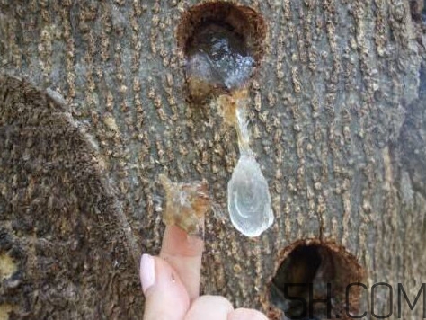 雪燕孕婦可以吃嗎？雪燕的價(jià)格多少錢(qián)一斤