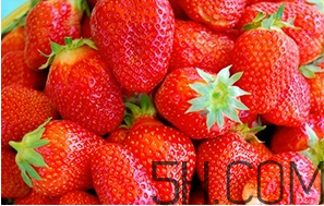 草莓都有哪些熱門品種？草莓怎么放不容易壞？