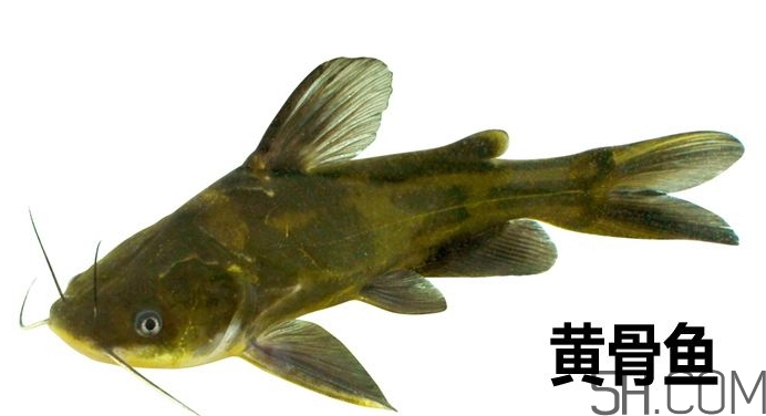 黃骨魚是發(fā)物嗎？黃骨魚是什么魚？