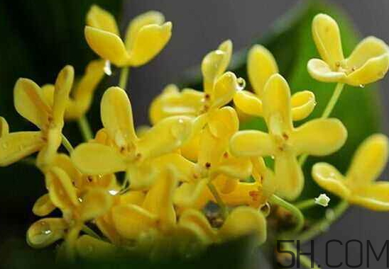 桂花可以放冰箱嗎？新鮮桂花可以放冰箱嗎？