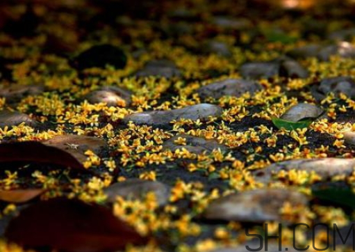 桂花可以放冰箱嗎？新鮮桂花可以放冰箱嗎？