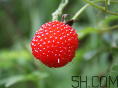 覆盆子的作用有哪些？覆盆子和桑葚哪個(gè)好吃？