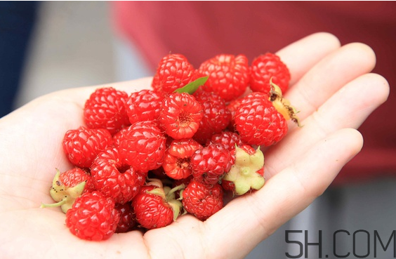 樹(shù)莓可以冷凍幾天？野草莓是樹(shù)莓嗎？