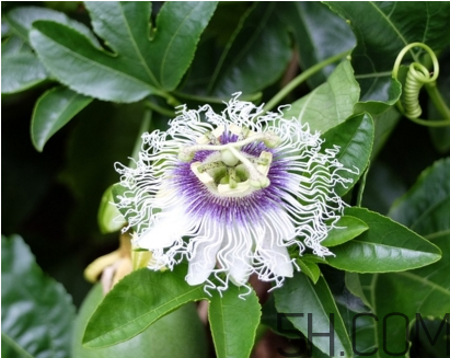 什么時(shí)候種植百香果最適宜？百香果軟的好還是硬的好？
