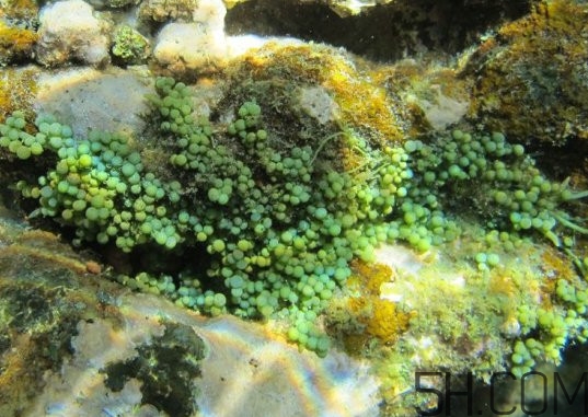 海葡萄多少錢一斤？海葡萄是什么味道