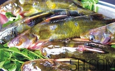 黃骨魚是發(fā)物嗎？黃骨魚是什么魚？