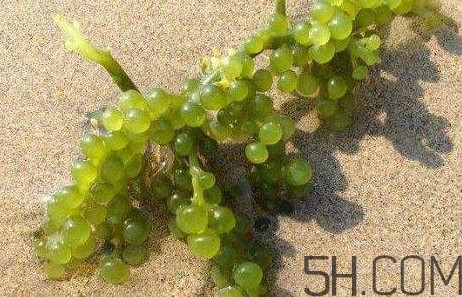 海葡萄有什么功效？海葡萄人工養(yǎng)殖條件
