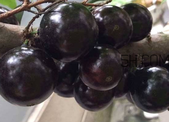 嘉寶果幾年結(jié)果？嘉寶果好吃嗎