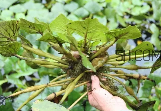 菱角好吃嗎？菱角長在什么地方