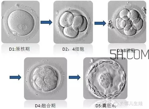 試管嬰兒有什么風險？試管嬰兒長大后的弊端