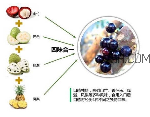 嘉寶果怎么吃？嘉寶果什么時候種植