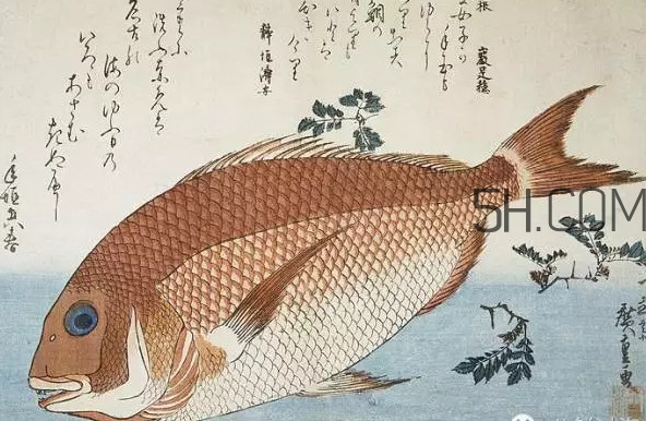 鯛魚是什么魚？鯛魚是什么樣子的