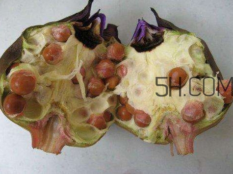 芡實有什么作用？芡實是哪里的特產(chǎn)