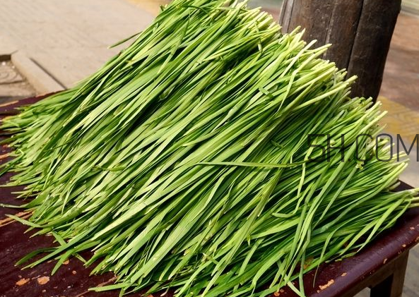 立秋后可以種韭菜嗎？怎樣種韭菜？