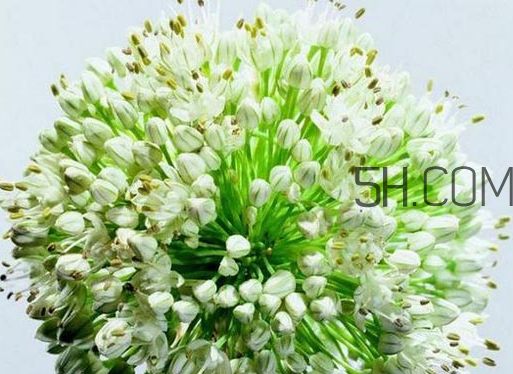 什么人不能吃韭菜花？肝火旺可以吃韭菜嗎？