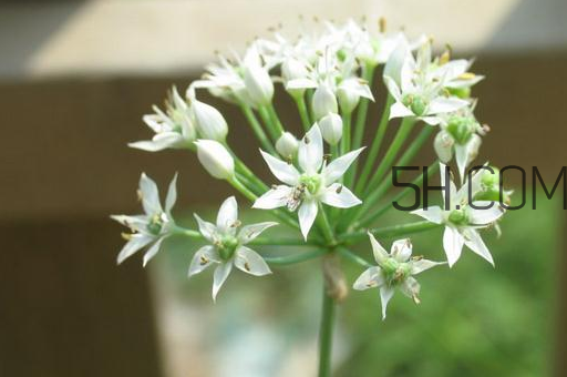 什么人不能吃韭菜花？肝火旺可以吃韭菜嗎？