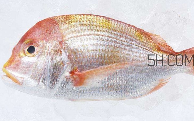 鯛魚是什么魚？鯛魚是什么樣子的