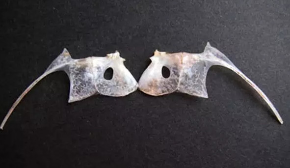 鯛魚多少錢一斤？鯛魚魚骨有什么營養(yǎng)價(jià)值