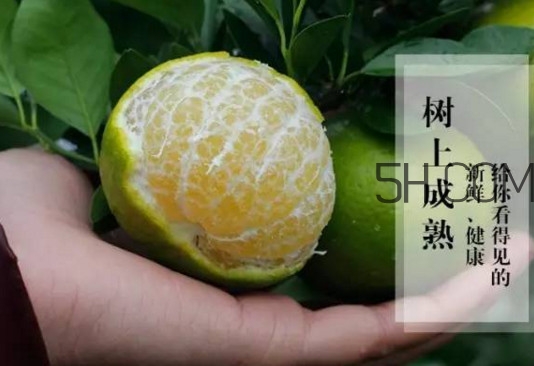 皇帝柑是橘子嗎？皇帝柑怎么保存