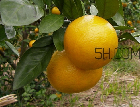 皇帝柑什么時(shí)候成熟？皇帝柑什么人不能吃