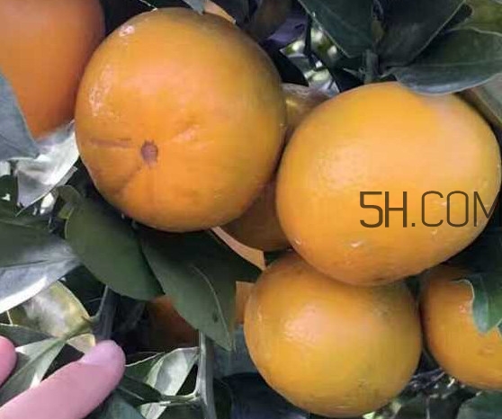 種皇帝柑1棵成本多少？皇帝柑怎么種植